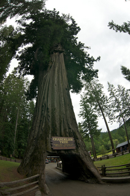 The Big and tall Chandelier Tree
