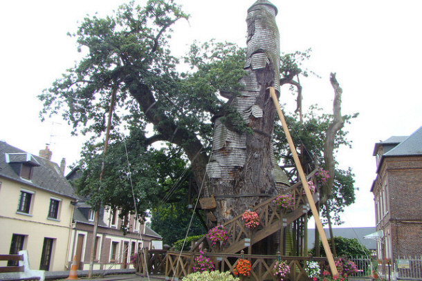 Chaple-Oak of Allouville-Bellefouse Tree in France