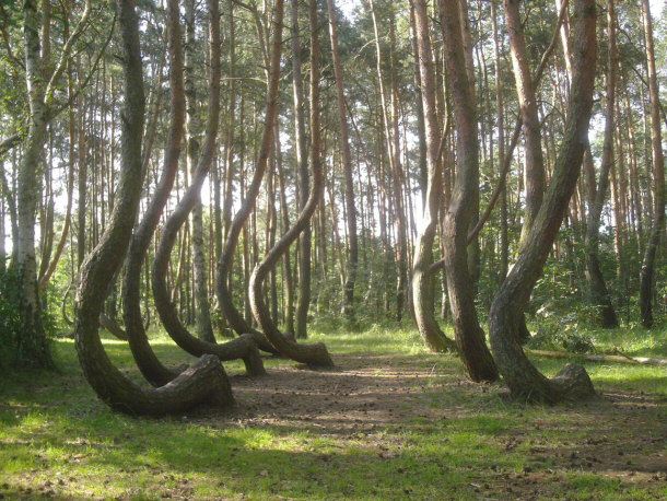 The Crooked Forest