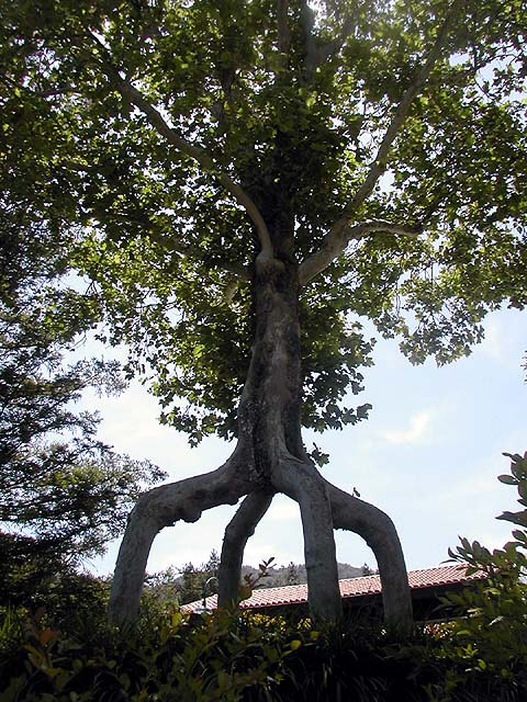 Four-Legged Giant Tree