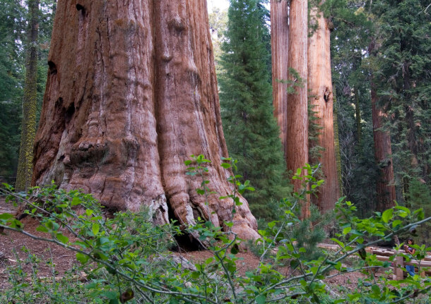 general sherman redwood