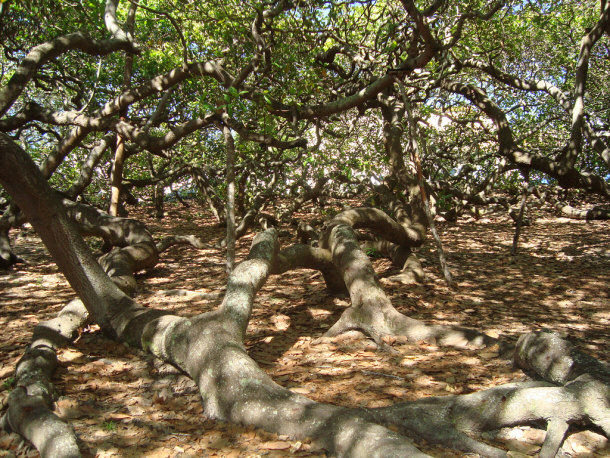 Pirangi Cashew Tree