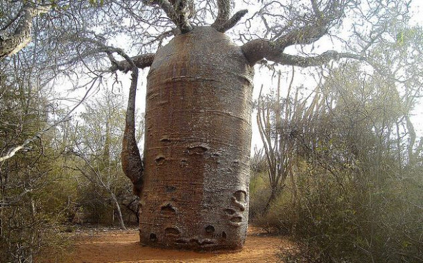 Teapot Baobab Trees