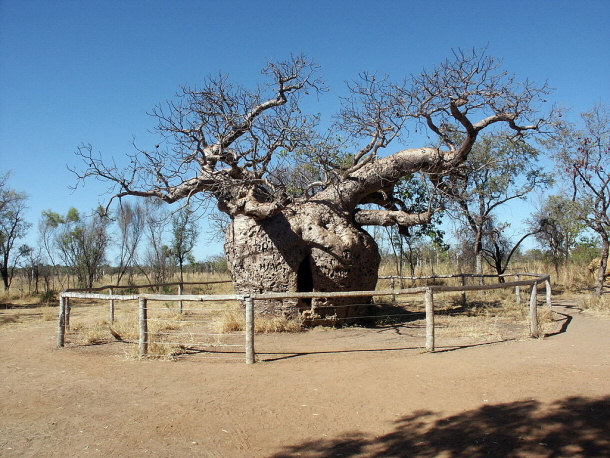 Baobab Prison Tree