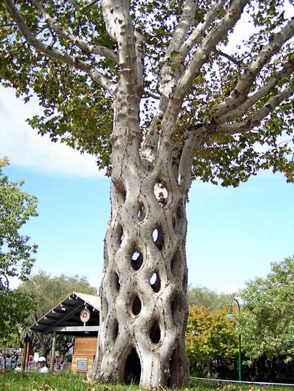 Weaved Circus Tree