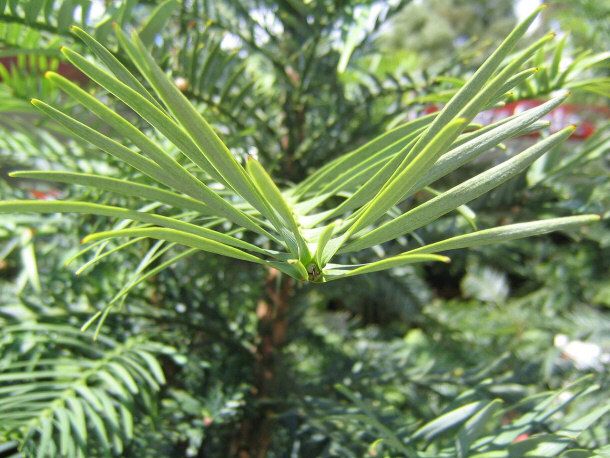 Branch of a Young Wollemi Pine (About a Meter Tall):