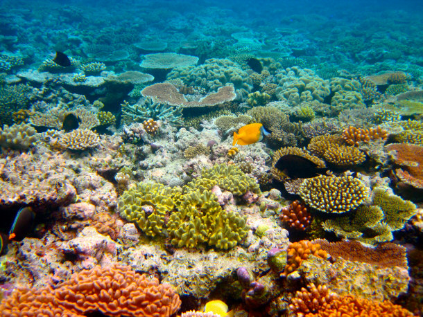 The Great Barrier Reef Offers the Most Vast Collection of Marine Life on the Planet