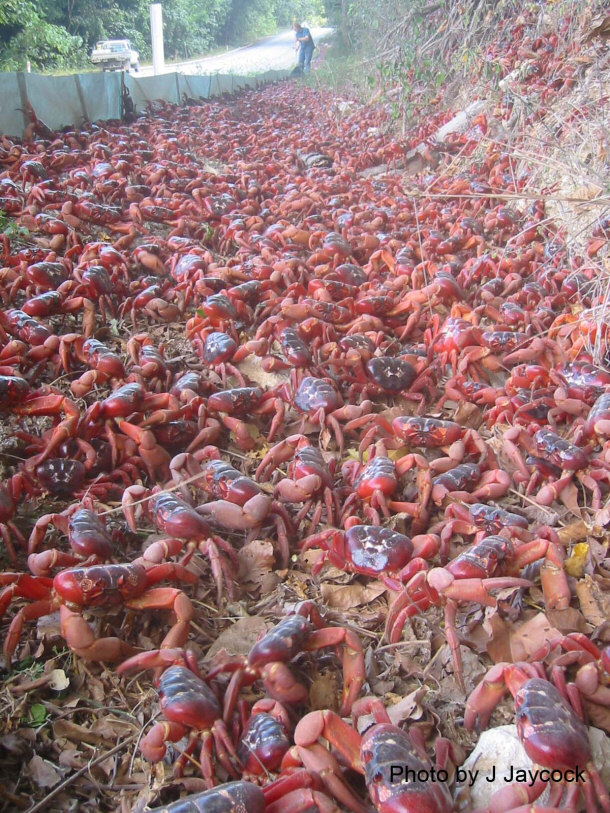 Crab Bridges Create Safe Migration Routes for Christmas Island Red Crabs
