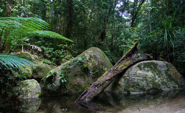Daintree Rainforest - Queensland, Australia