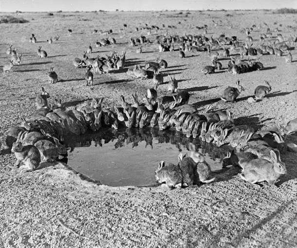 Rabbits Around a Waterhole on Wardang Island in 1938