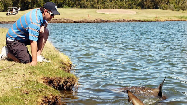 Local Hazards at Carbrook Golf Club - How Many Penalty Strokes for Sharks?