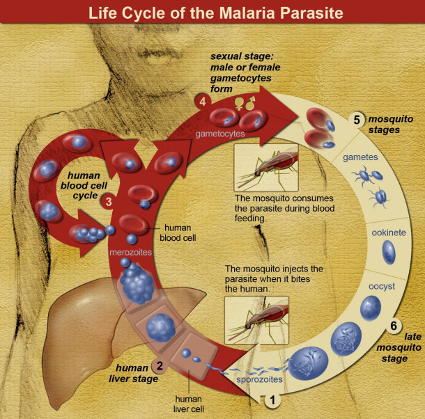 malaria