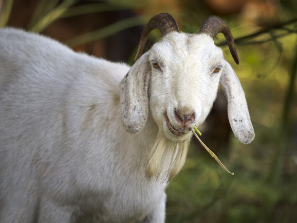 goat chewing on grass