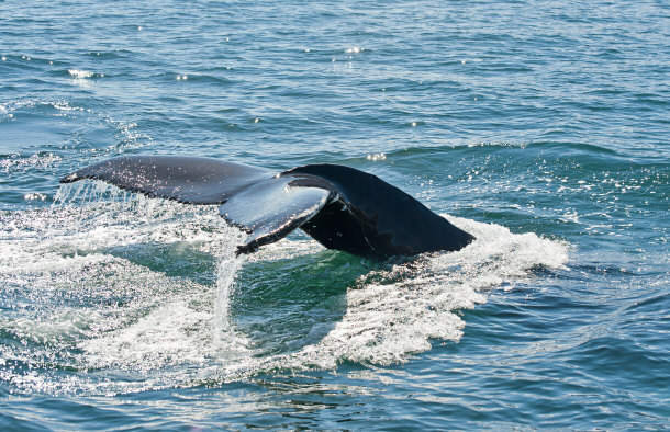 tailfin of whale, freeing whales