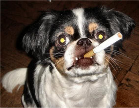 Dog smoking a cigarette