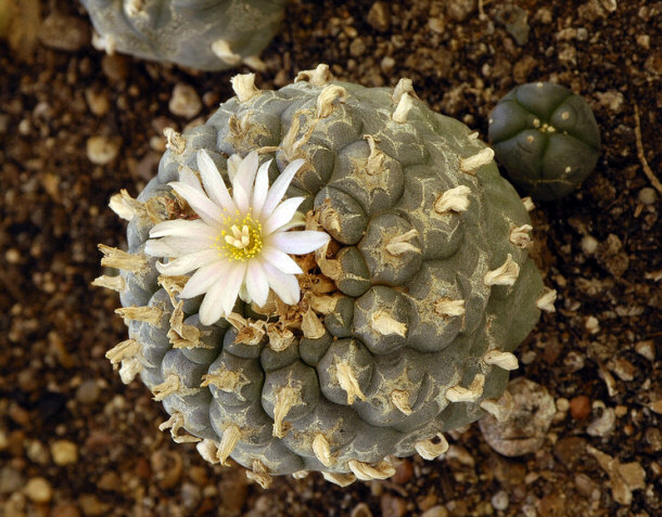 Peyote cactus