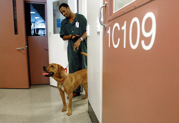 Pets in Jail