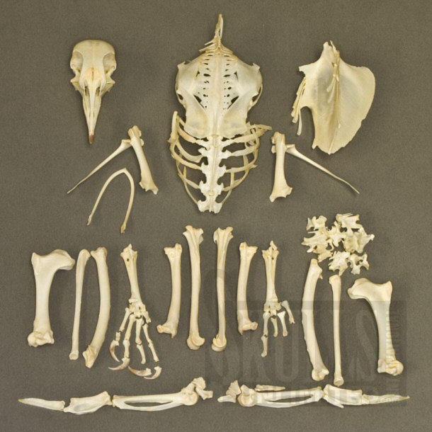 Pigeon Skeleton