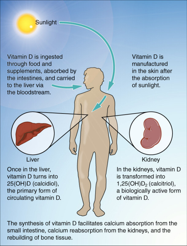 vitamin d synthesis