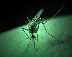 malaria