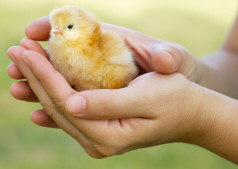 Holding a chick