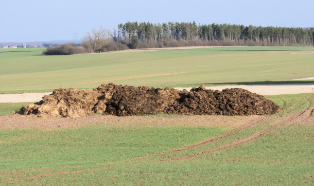 manure pile