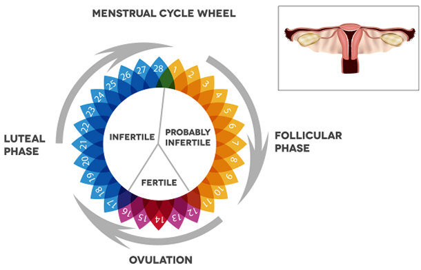 Woman's menstrual cycle