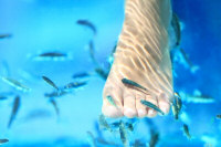 fish pedicure