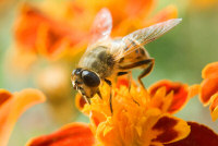 bee on flower