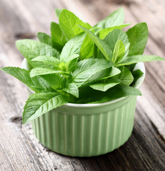 Peppermint Plant