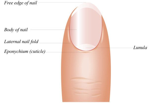 fingernail anatomy