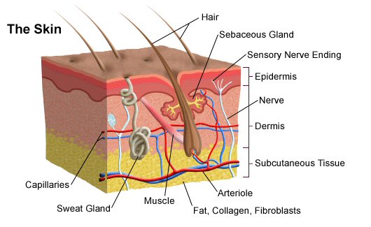 The Skin: cross section