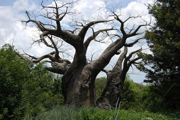 Image of a Tree in Disney World