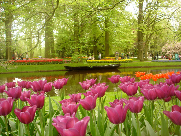  Tulip Farm Keukenhof