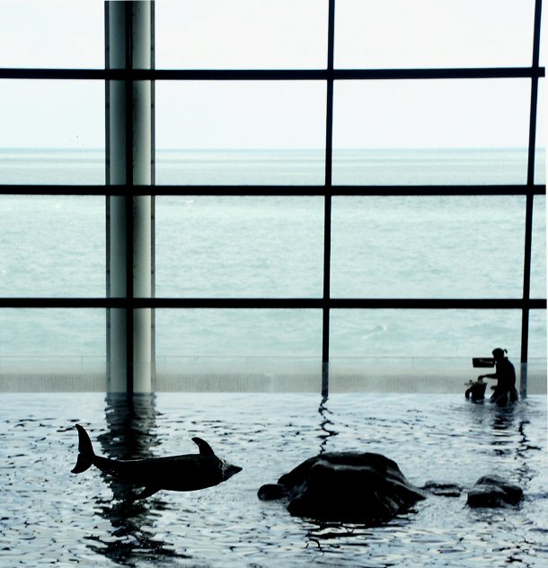 Dolphins Performing at the Shedd Aquarium.