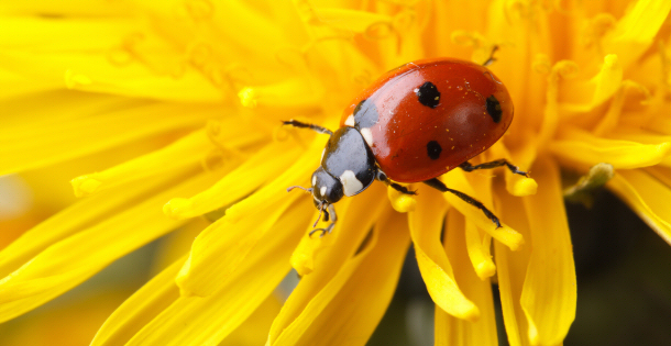 Ladybug on Disney World Flowers