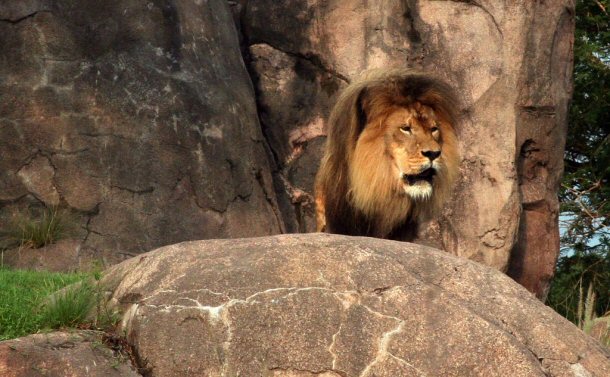One of the main attractions at Disneys Animal Kingdom is the animals and among them the most popular are the lions.