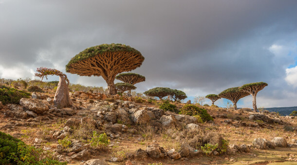 Dragon Tree in Canary Islands