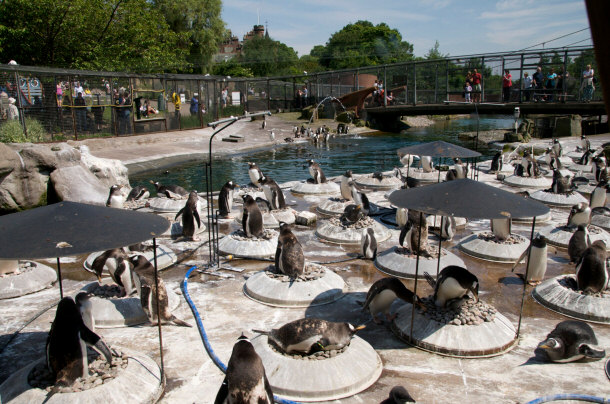 Gentoo Penguins at Edinburgh Zoo