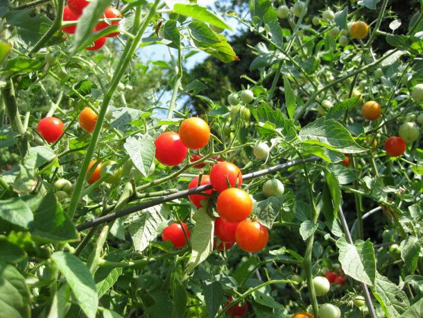 Cherry Tomatoes