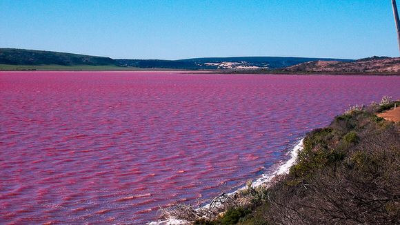 Pink water in Hillier Lake