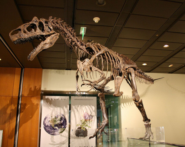 Allosaurus