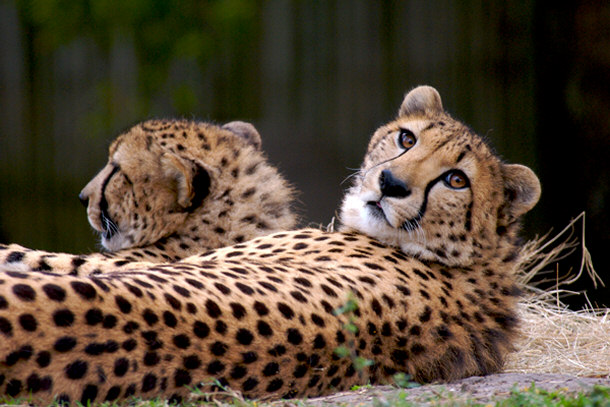 Cheetahs at Houston Zoo