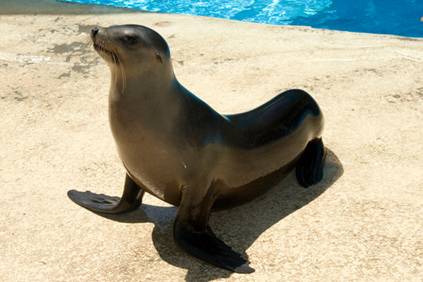 Sea Lion at the Houston Zoo