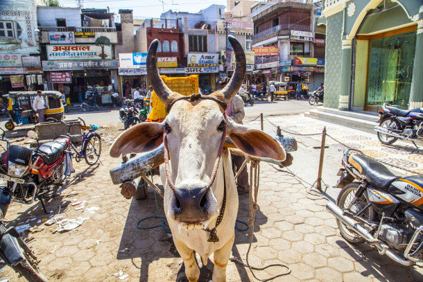 Ox Cart Transportation