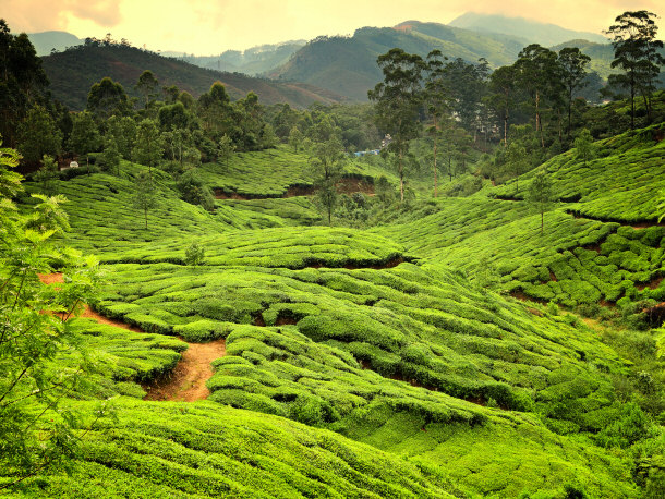 Tea Plantations in Kerala, India