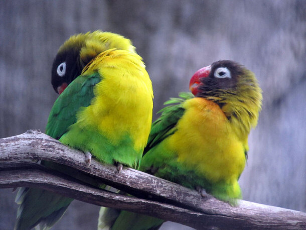 Two Yellow-collared Lovebirds at Kansas City Zoo