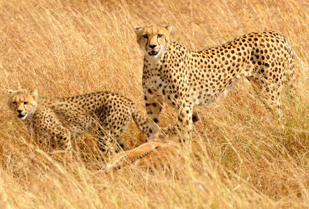 Leopards wonder around tall grasses in Kenya