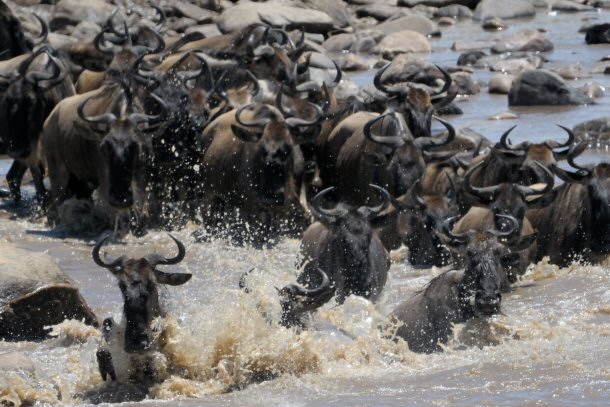 Wildebeest migration across the mara river