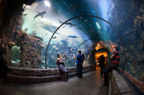 Shark Reef Aquarium at Mandalay Bay